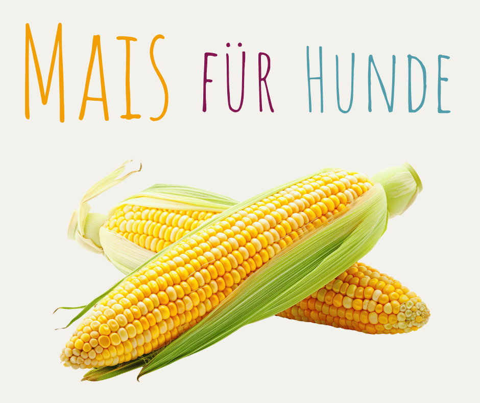 Mais fuer Hunde - Mythos-Wahrheit
