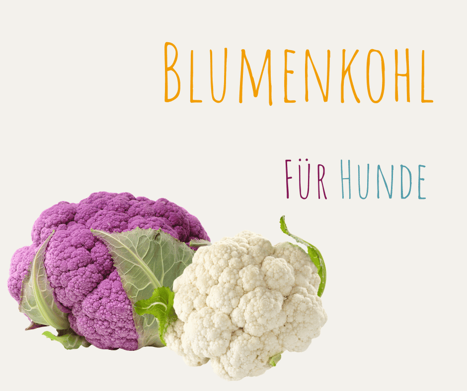 Blumenkohl-Hunde-lila-weiß