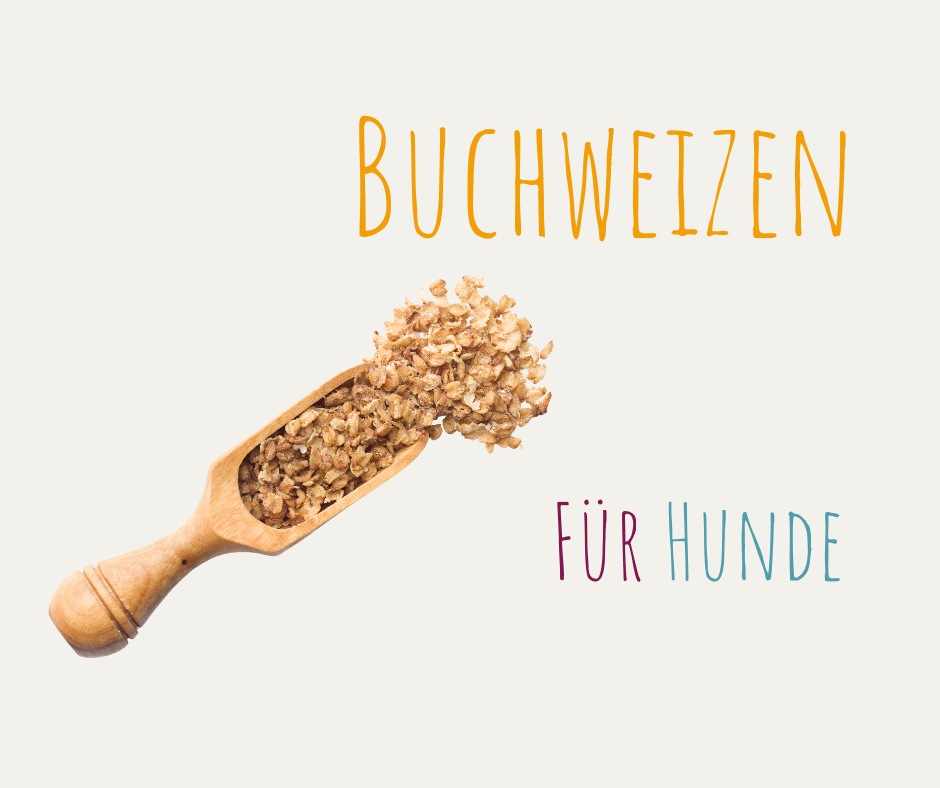 Buchweizen Hunde gesund gefaehrlich Fagopyrin Leber