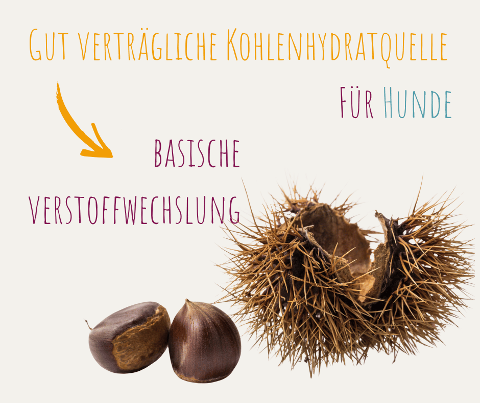 Marone Edelkastanie Esskastanie basisch verstoffwechselt Kohlenhydrat Hund